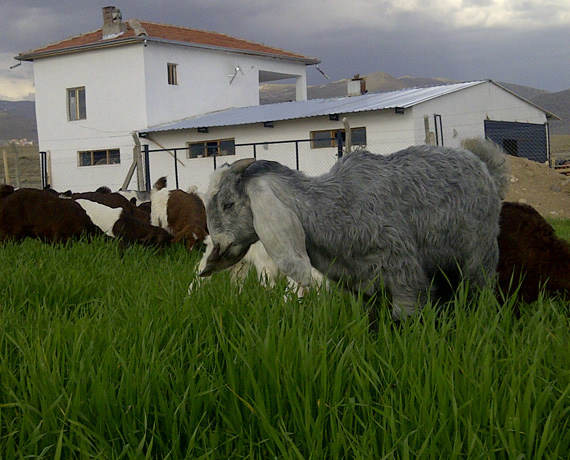 Tuna Ke�i �iftli�i