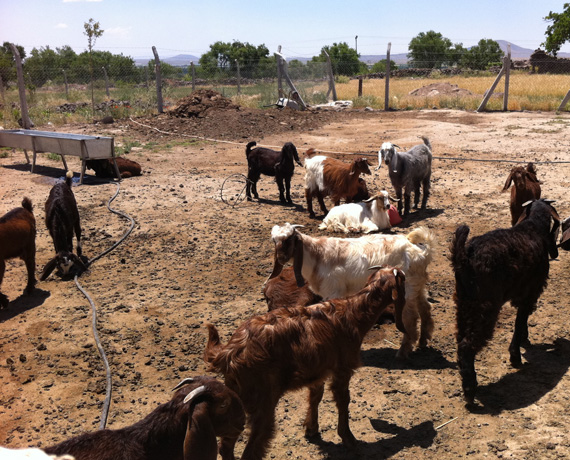 Tuna Ke�i �iftli�i