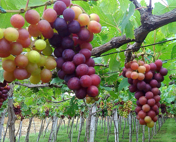 Tuna Ke�i �iftli�i