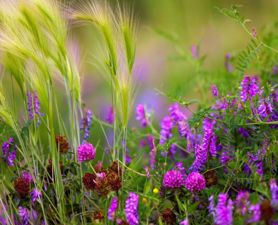 Tuna Ke�i �iftli�i