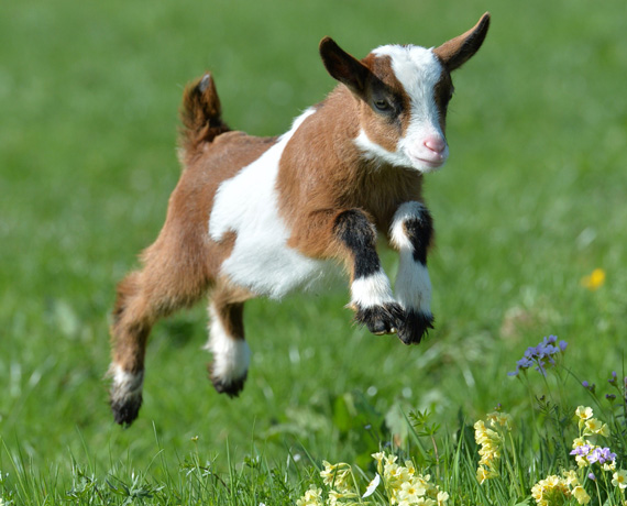 Tuna Ke�i �iftli�i